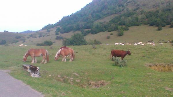 Paturage plateau de Benou 2