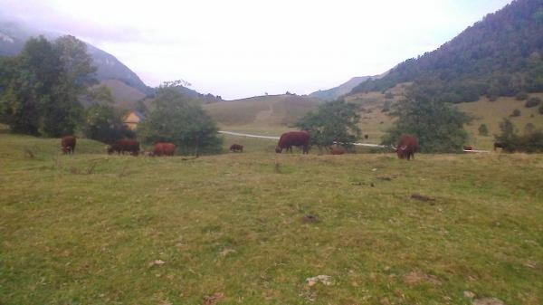 Paturage plateau de Benou1