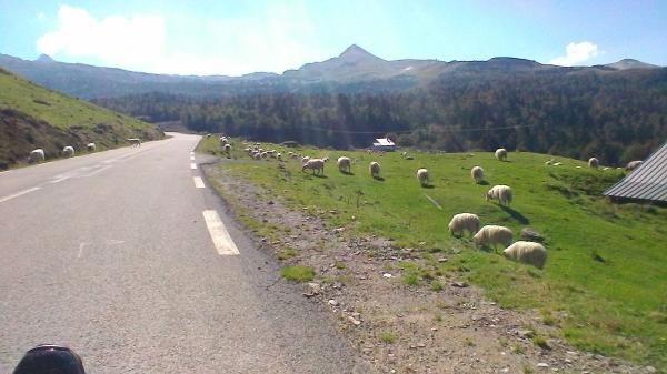 Paturage Col de Soudet 2